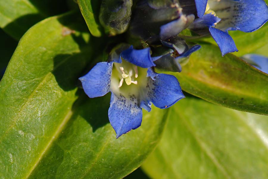 Gentiana cruciata / Genziana minore